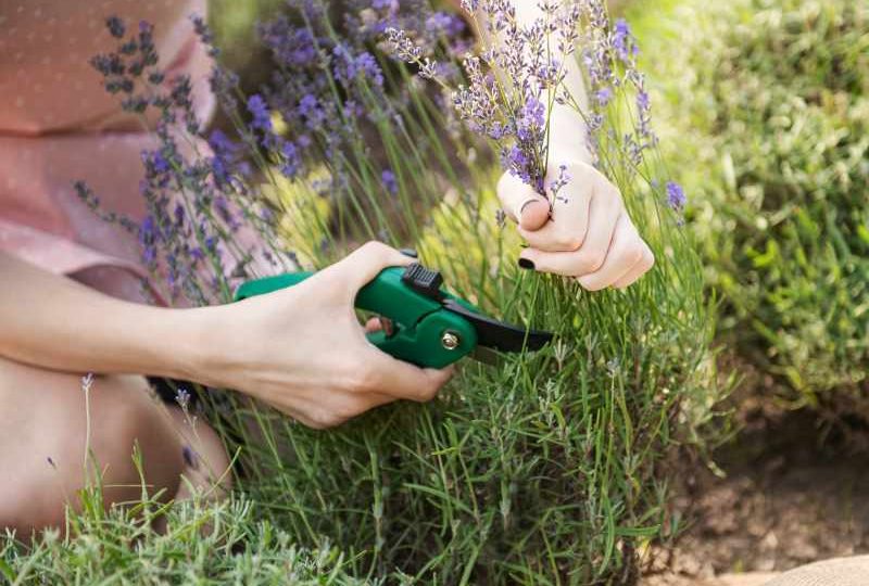 Jak uprawiać wrzosy w przydomowym ogrodzie – poradnik hodowli i pielęgnacji