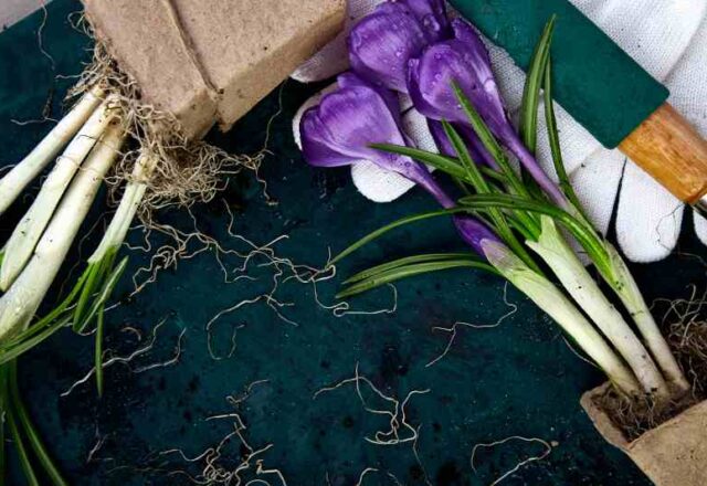 Problemy zdrowotne roślin z rodziny cebulowych – metody ochrony i leczenie tulipanów, narcyzów oraz lili