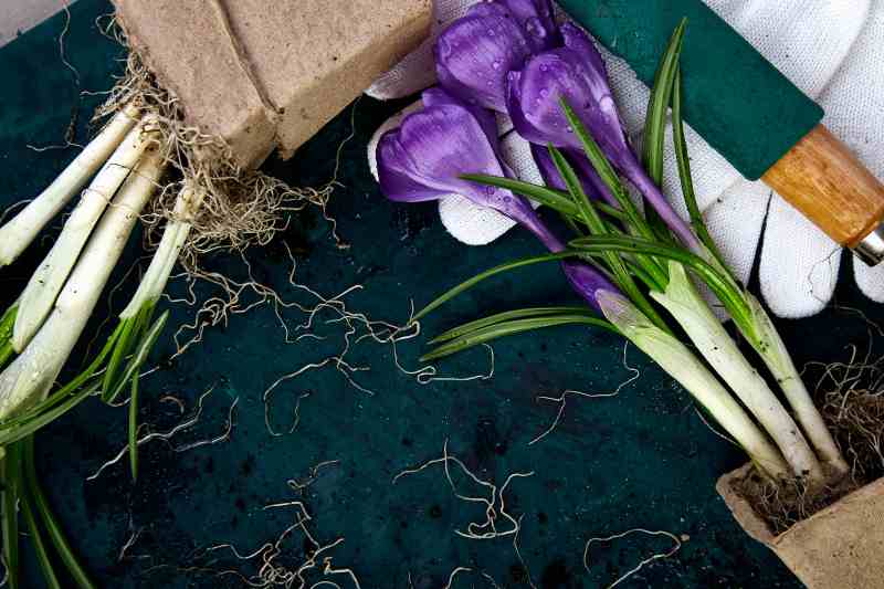 Problemy zdrowotne roślin z rodziny cebulowych – metody ochrony i leczenie tulipanów, narcyzów oraz lili