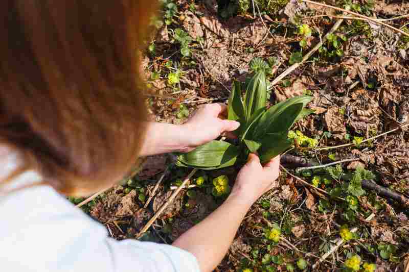 Jak prawidłowo sadzić lilie - poradnik do wyboru terminu i głębokości na sadzenie cebulek