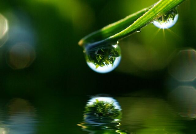 Jak zrobić oczko wodne w ogrodzie - krok po kroku do stworzenia małej oazy