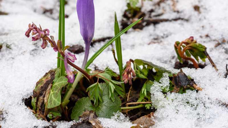 Jak przygotować posadzone jesienią cebulki kwiatów do zimy Ochrona przed mrozem