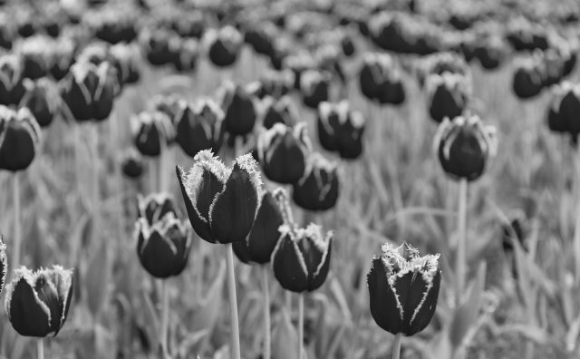 Metody walki z chorobami tulipanów – od środków chemicznych po rozwiązania domowe