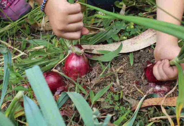 Jak hodować czerwoną cebulę w warunkach przydomowej działki – poradnik ogrodniczy