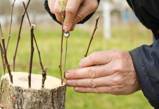 Jak uprawia się szczepione odmiany drzew hodowanych na sztucznym pieńku
