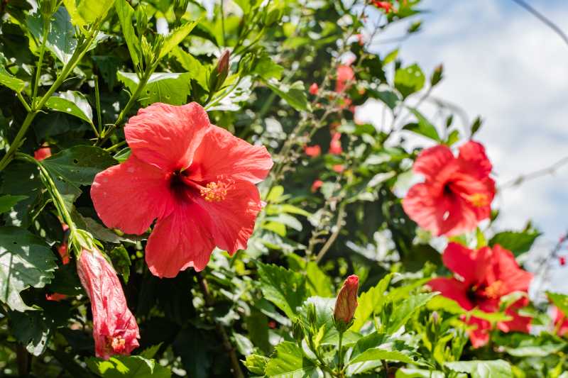 Najpiękniejsze odmiany hibiskusa ogrodowego - ketmia syryjska w Twoim ogrodzie